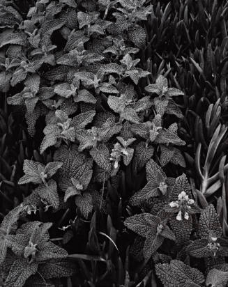 Hegenettle and Iceplant, Garrapata, from Morley Baer: Portfolio II: Garrapata Rock