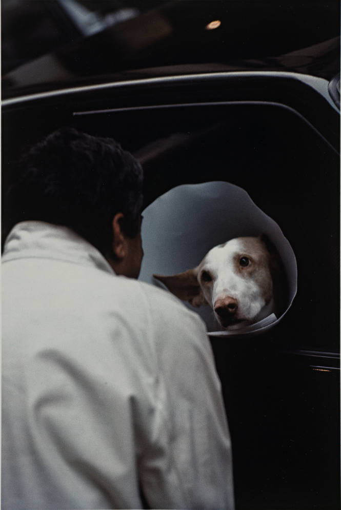 Untitled (collared dog) from L'Histoire de France portfolio