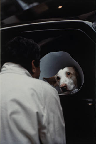 Untitled (collared dog) from L'Histoire de France portfolio