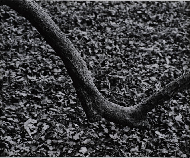 Aaron Siskind