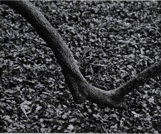 Tree III, Chicago