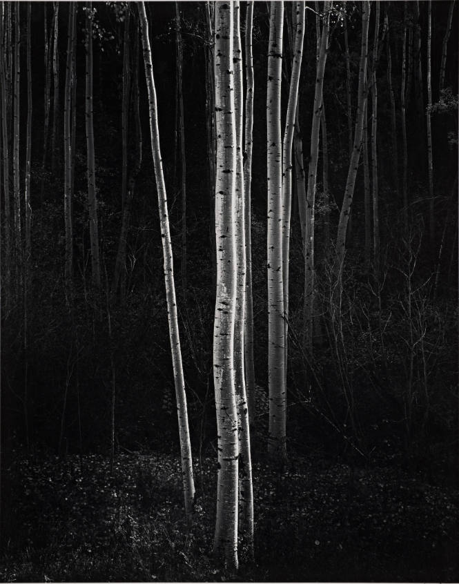 Aspens, New Mexico