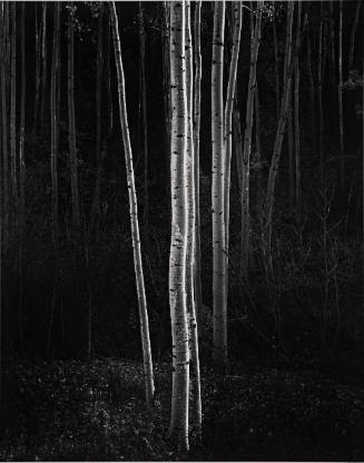 Aspens, New Mexico