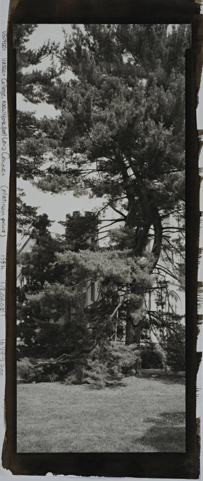Thornless Common Honeylocust, between President’s House and Chapel