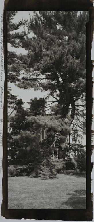 Thornless Common Honeylocust, between President’s House and Chapel