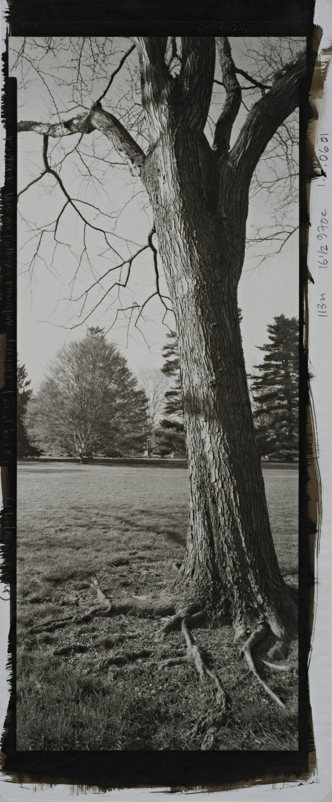 Eastern  White Pine, 1874 Class Tree, between Thompson Memorial Library and Van Ingen Hall