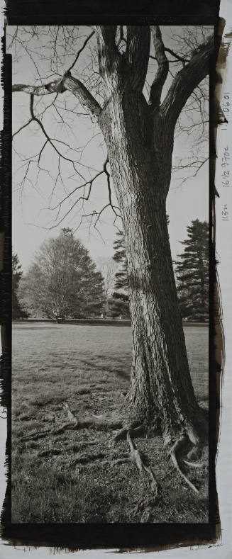 Eastern  White Pine, 1874 Class Tree, between Thompson Memorial Library and Van Ingen Hall