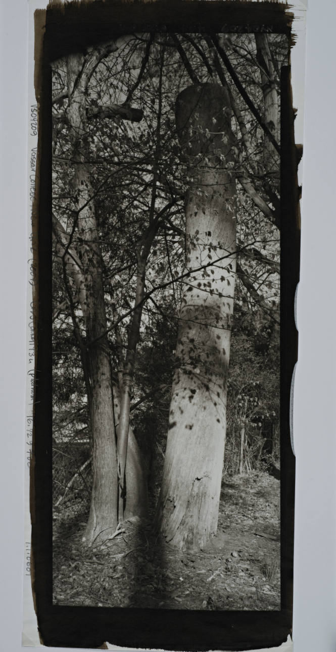 Basswood, formerly Eastern White Pine, between Cushing House and Calvary Cemetery