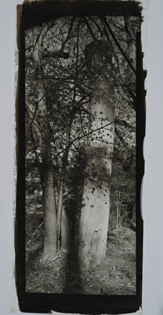 Basswood, formerly Eastern White Pine, between Cushing House and Calvary Cemetery