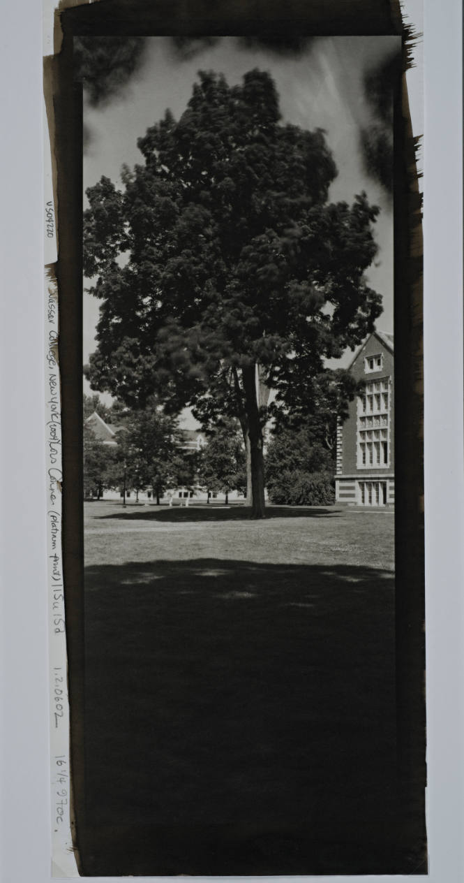 Thornless Common Honeylocust, in front of Rockefeller Hall