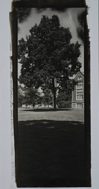 Thornless Common Honeylocust, in front of Rockefeller Hall