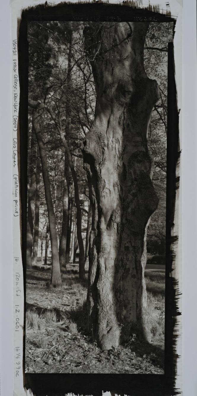 European Beech, between Cushing and Calvary Cemetary