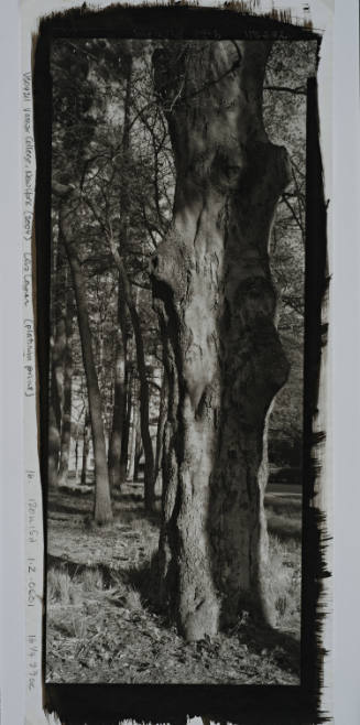 European Beech, between Cushing and Calvary Cemetary