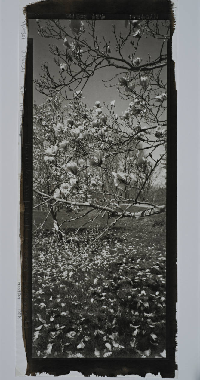 Saucer Magnolia, the Archery Field next to Casper’s Kill