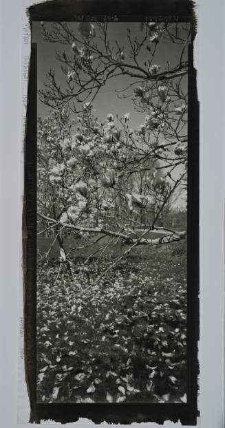 Saucer Magnolia, the Archery Field next to Casper’s Kill