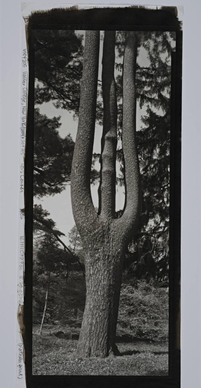 Eastern White Pine, near Ely Hall