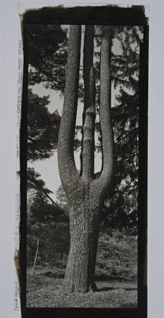 Eastern White Pine, near Ely Hall