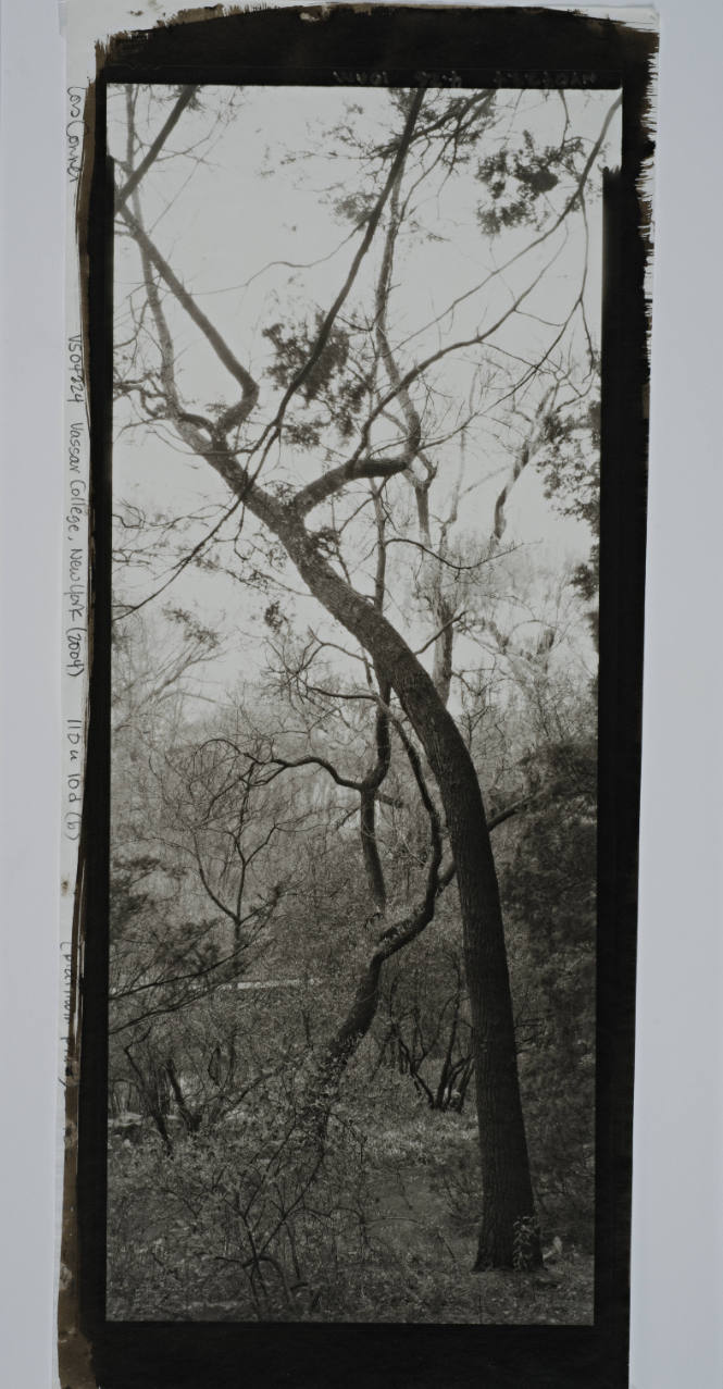Common Sassafras, overlooking Fonteyn Kill looking toward Skinner Hall