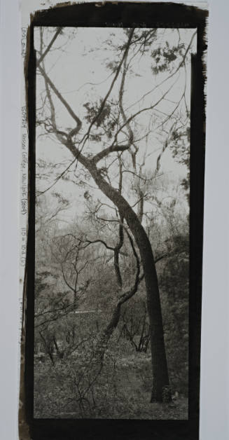 Common Sassafras, overlooking Fonteyn Kill looking toward Skinner Hall