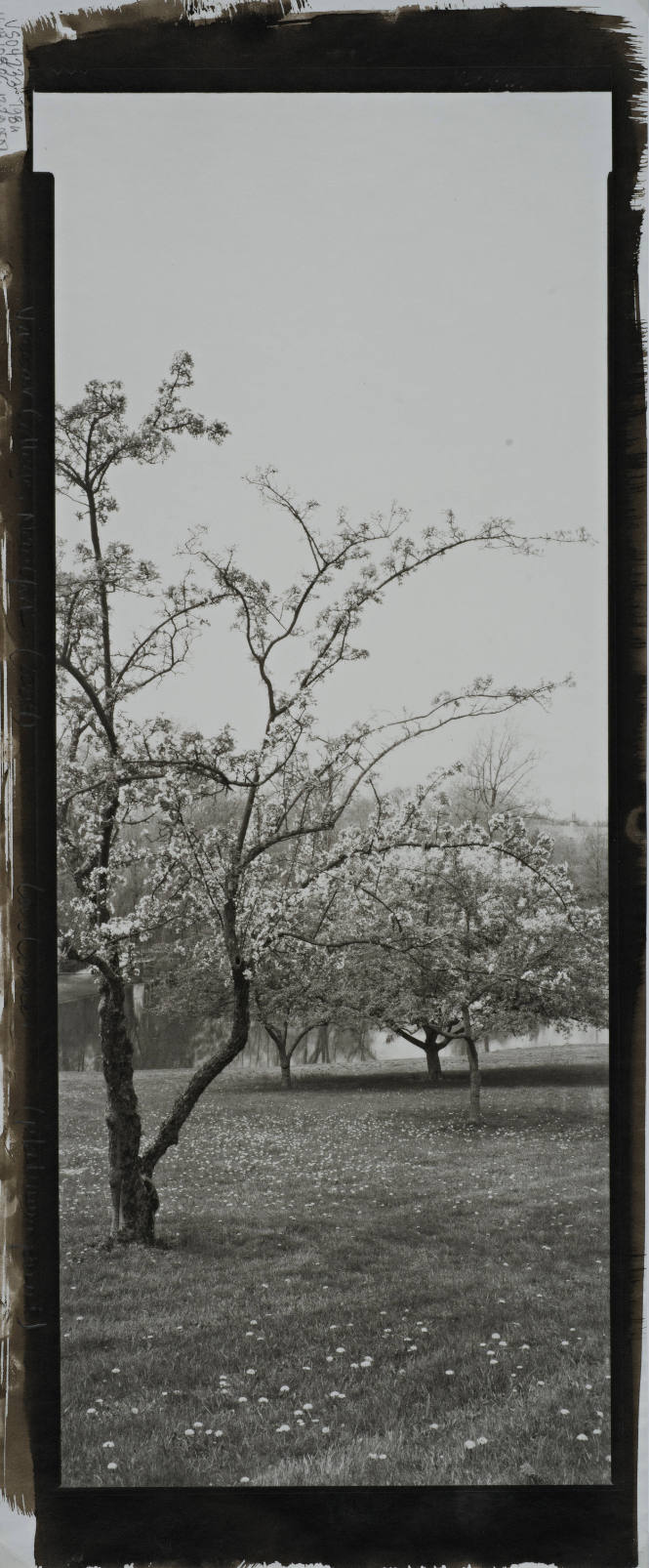 Flowering Crabapple, Orchard above Sunset Lake