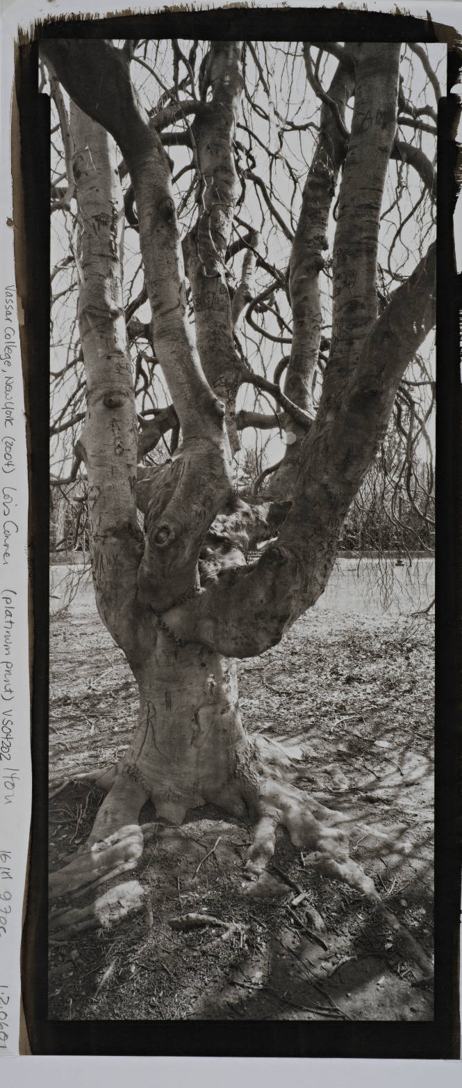 Weeping Beech, Joss Beach