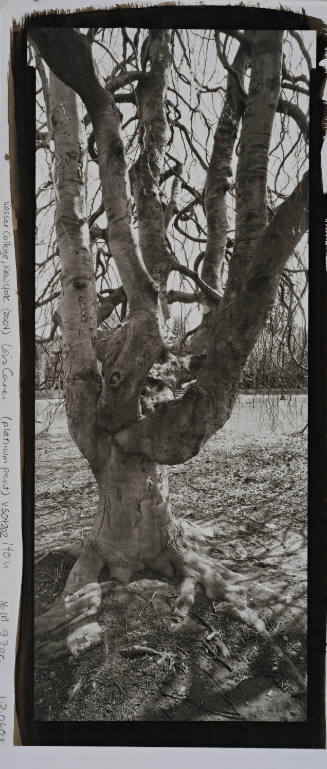 Weeping Beech, Joss Beach