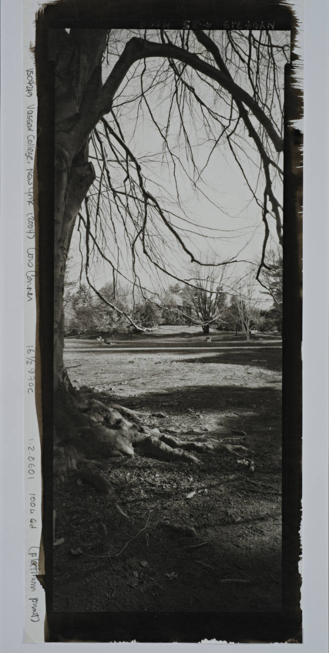 European Beech, looking toward the Old Observatory, south of Cushing House