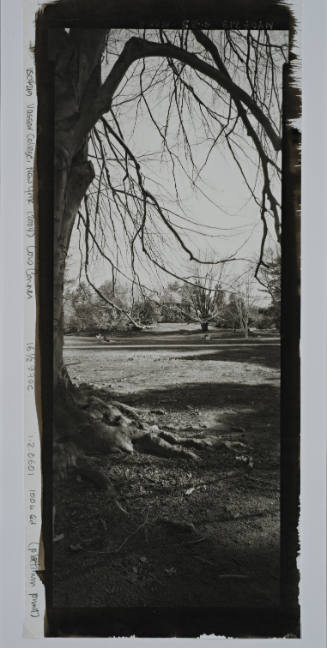 European Beech, looking toward the Old Observatory, south of Cushing House
