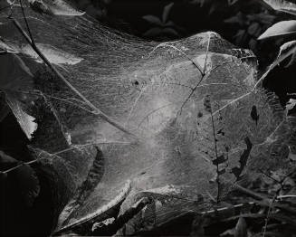 Tent Caterpillar Nest
