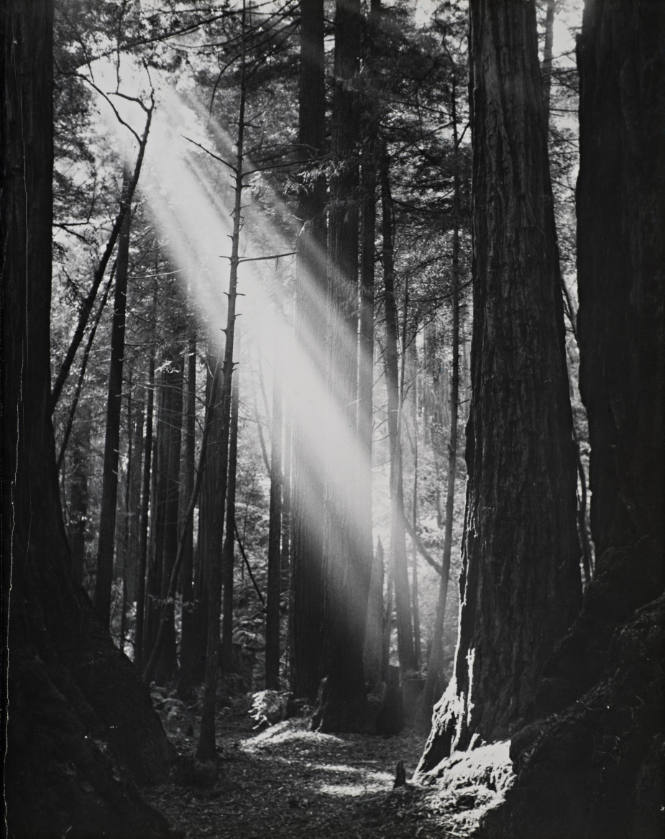 [One page in an accordian book of twelve photographs of trees]