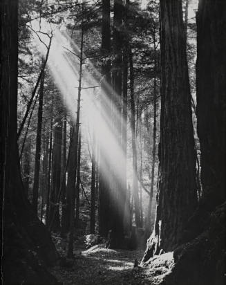 [One page in an accordian book of twelve photographs of trees]