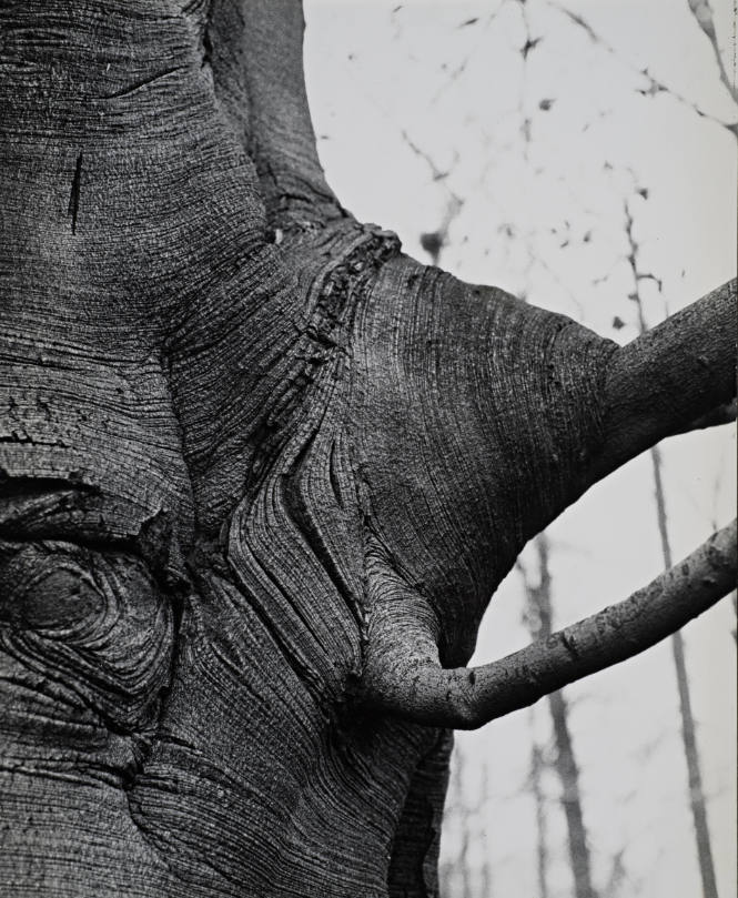 [One page in an accordian book of twelve photographs of trees]