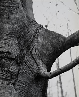 [One page in an accordian book of twelve photographs of trees]