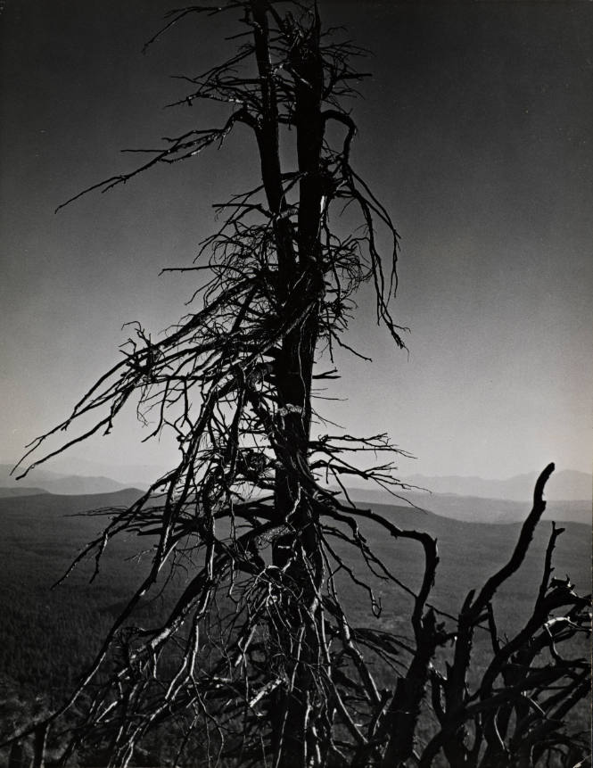 [One page in an accordian book of twelve photographs of trees]