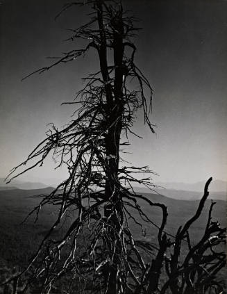 [One page in an accordian book of twelve photographs of trees]