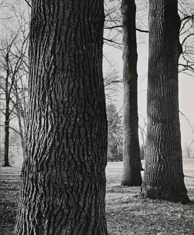 [One page in an accordian book of twelve photographs of trees]