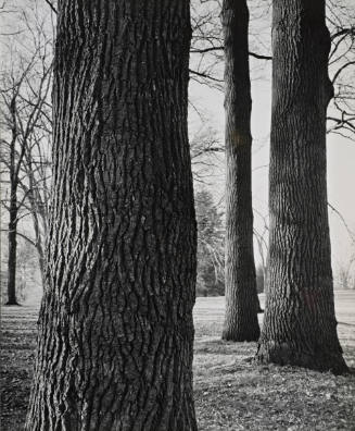 [One page in an accordian book of twelve photographs of trees]