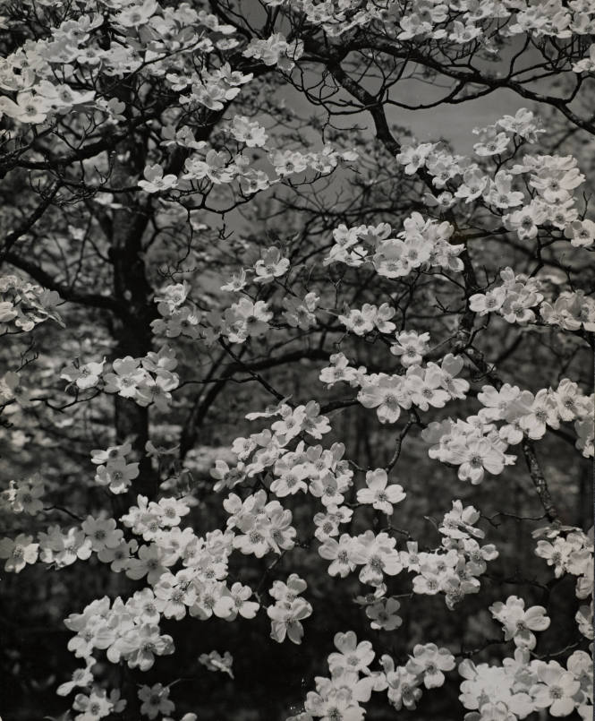 [One page in an accordian book of twelve photographs of trees]