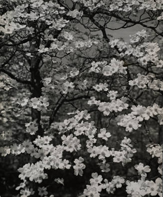 [One page in an accordian book of twelve photographs of trees]