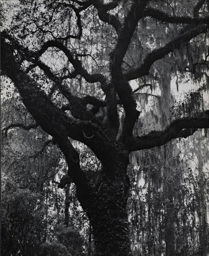 [One page in an accordian book of twelve photographs of trees]