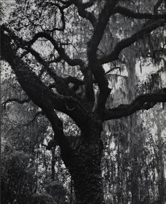 [One page in an accordian book of twelve photographs of trees]