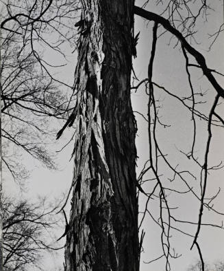 [One page in an accordian book of twelve photographs of trees]