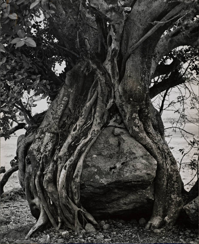 [One page in an accordian book of twelve photographs of trees]