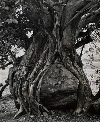 [One page in an accordian book of twelve photographs of trees]
