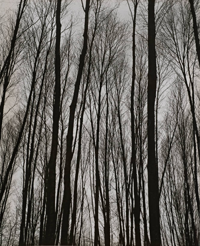 [One page in an accordian book of twelve photographs of trees]