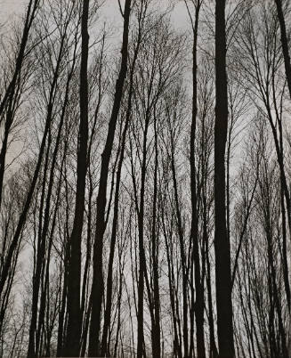 [One page in an accordian book of twelve photographs of trees]