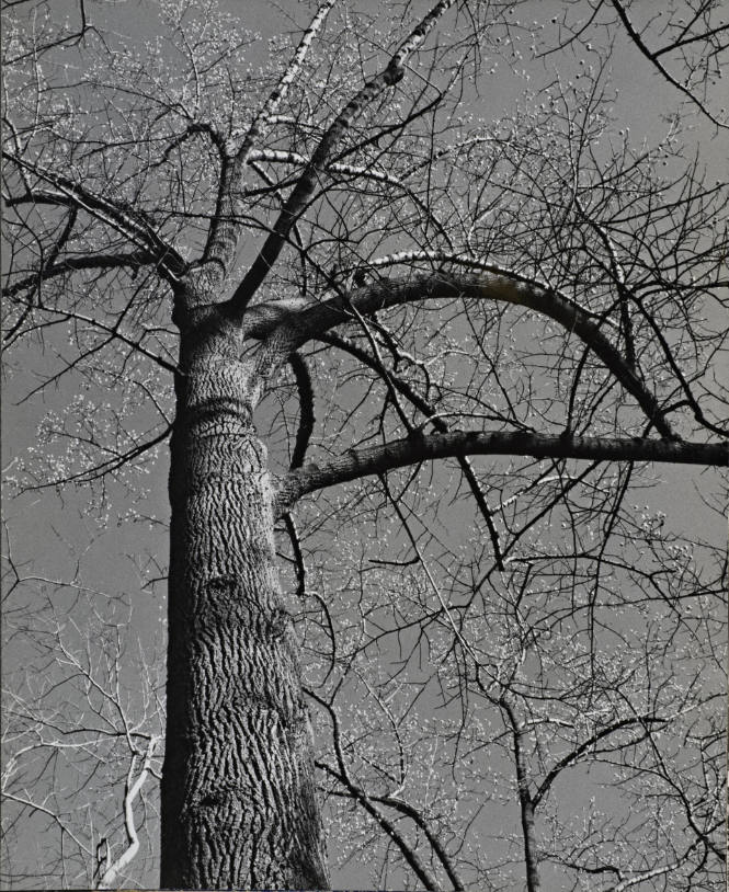 [One page in an accordian book of twelve photographs of trees]