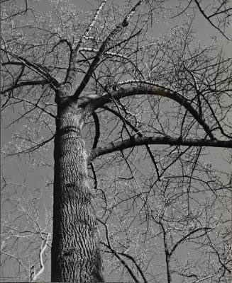 [One page in an accordian book of twelve photographs of trees]