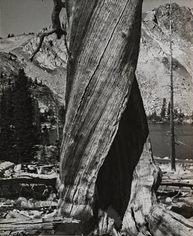 [One page in an accordian book of twelve photographs of trees]