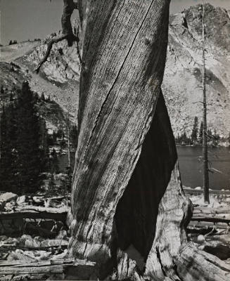 [One page in an accordian book of twelve photographs of trees]